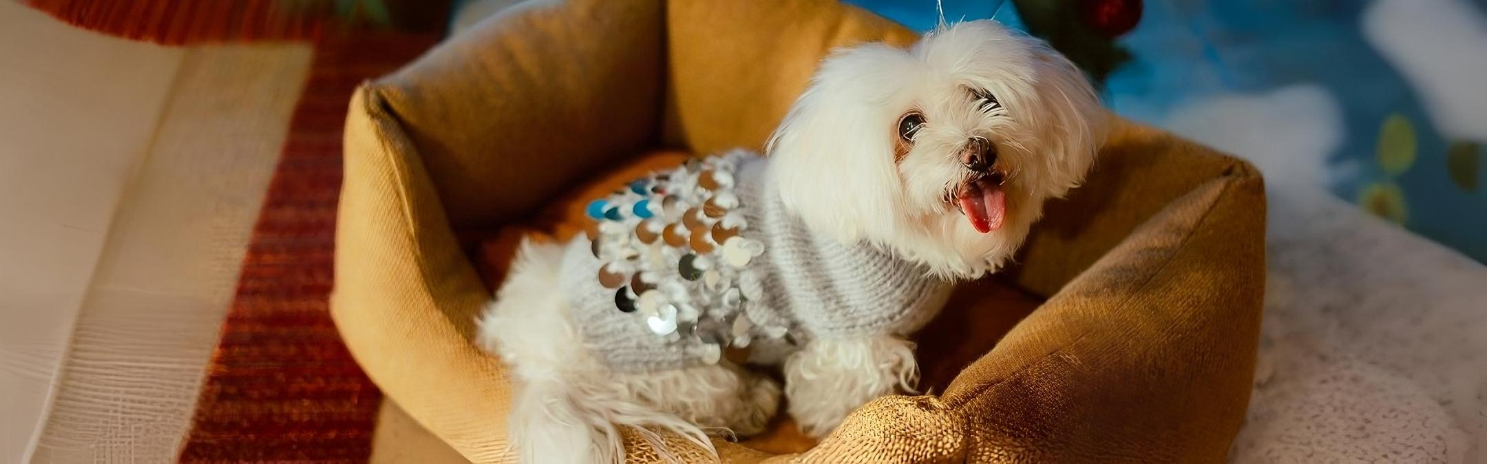 【新品、タグ付】Vanity Pet 　Check Flower Sweat Vanity Pet – La Vita Luxury Pets