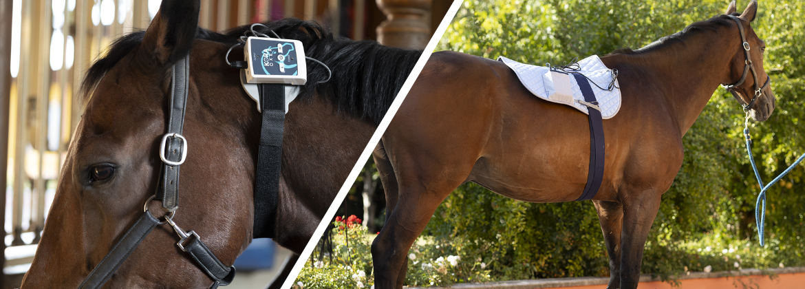 Designer Horse Care Products