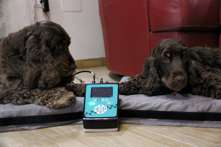 KORA KIT BASE Pet Magnetotherapy - Kora Therapy