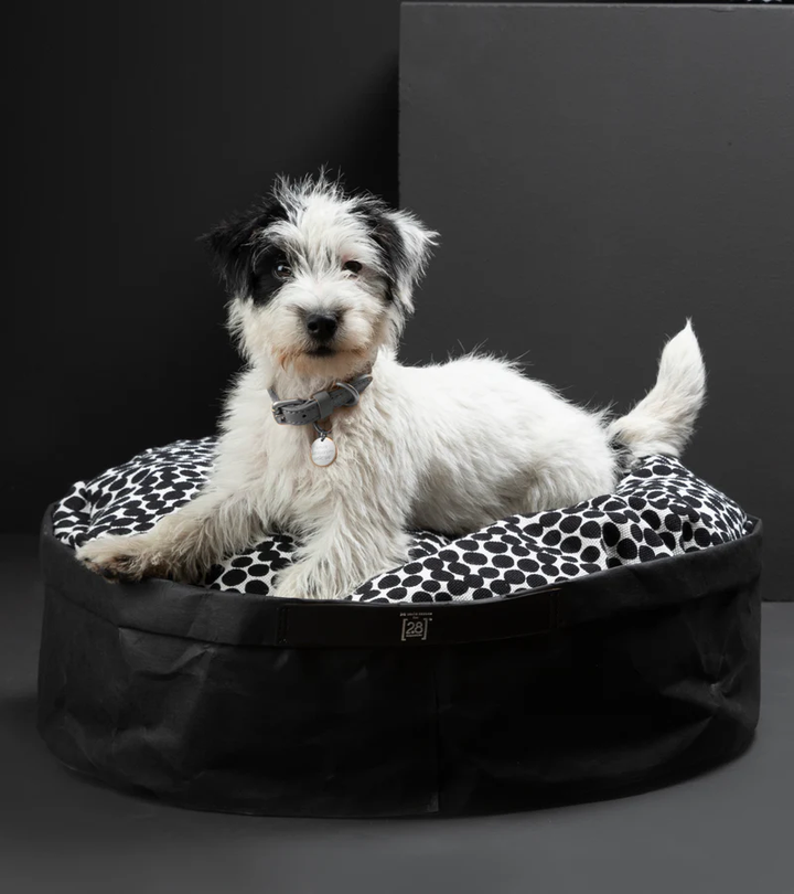 IRVING DOTTO Paper Cushion for Pets | 2.8 Duepuntootto Design for Dogs
