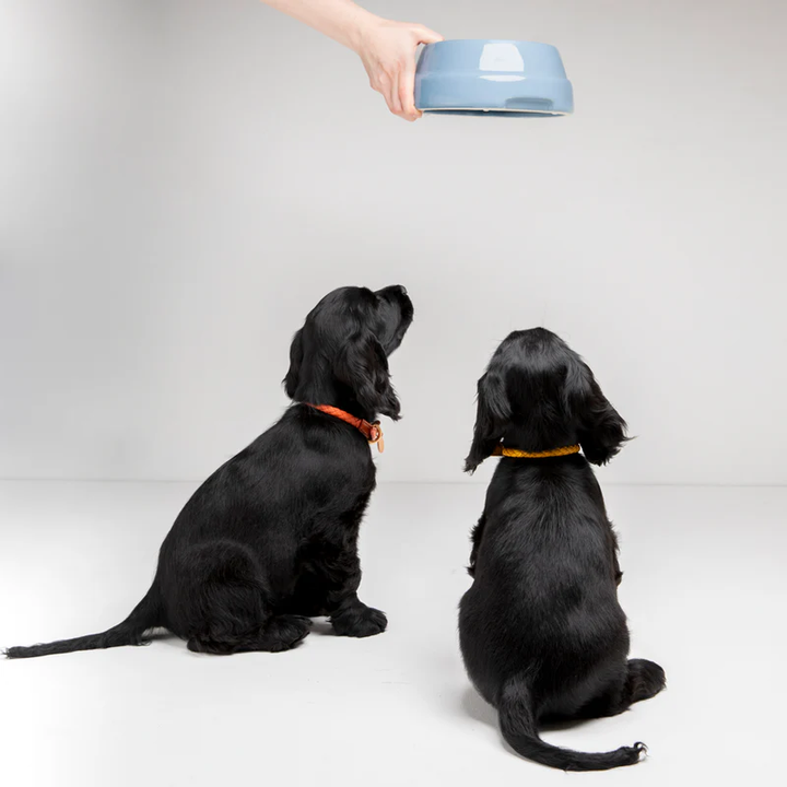 Sebastião Dog Ceramic Bowl | 2.8 Duepuntootto Design for Dogs