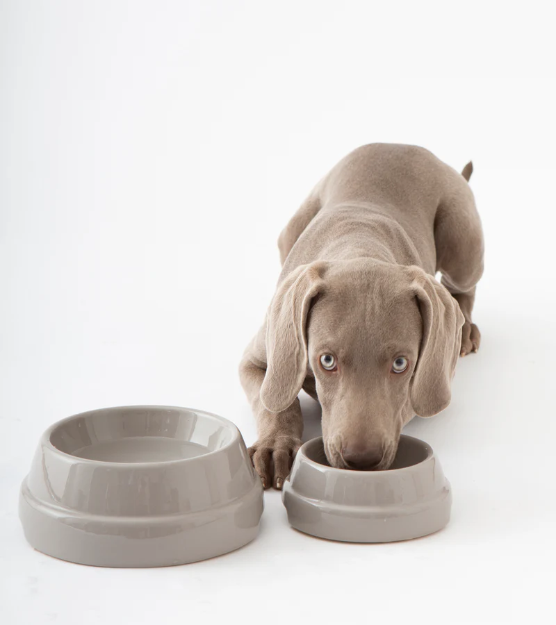 6 high dog feeder ceramic bowl LE TAUCI PET Dog Water Bowl Ceramic, Chew-Resistant Slow Feeder Dog Bo   LETAUCI
