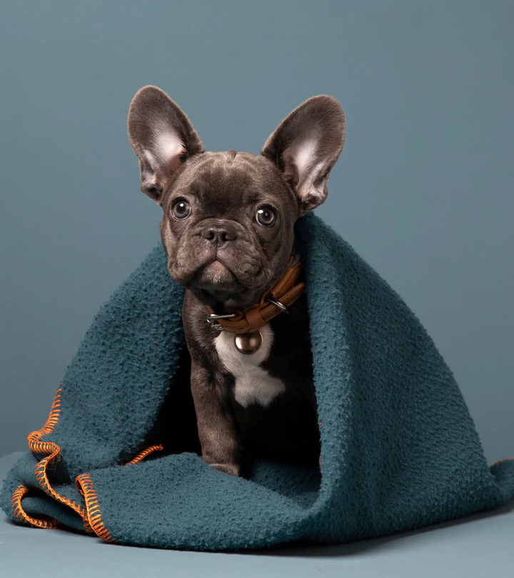 Ansel - Casentino Wool Blanket for Pets | 2.8 Duepuntootto Design for Dogs