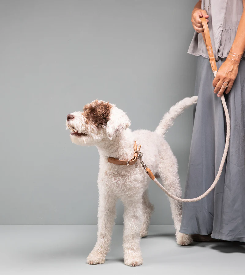 Ferdinando Microfiber Leash | 2.8 Duepuntootto Design for Dogs