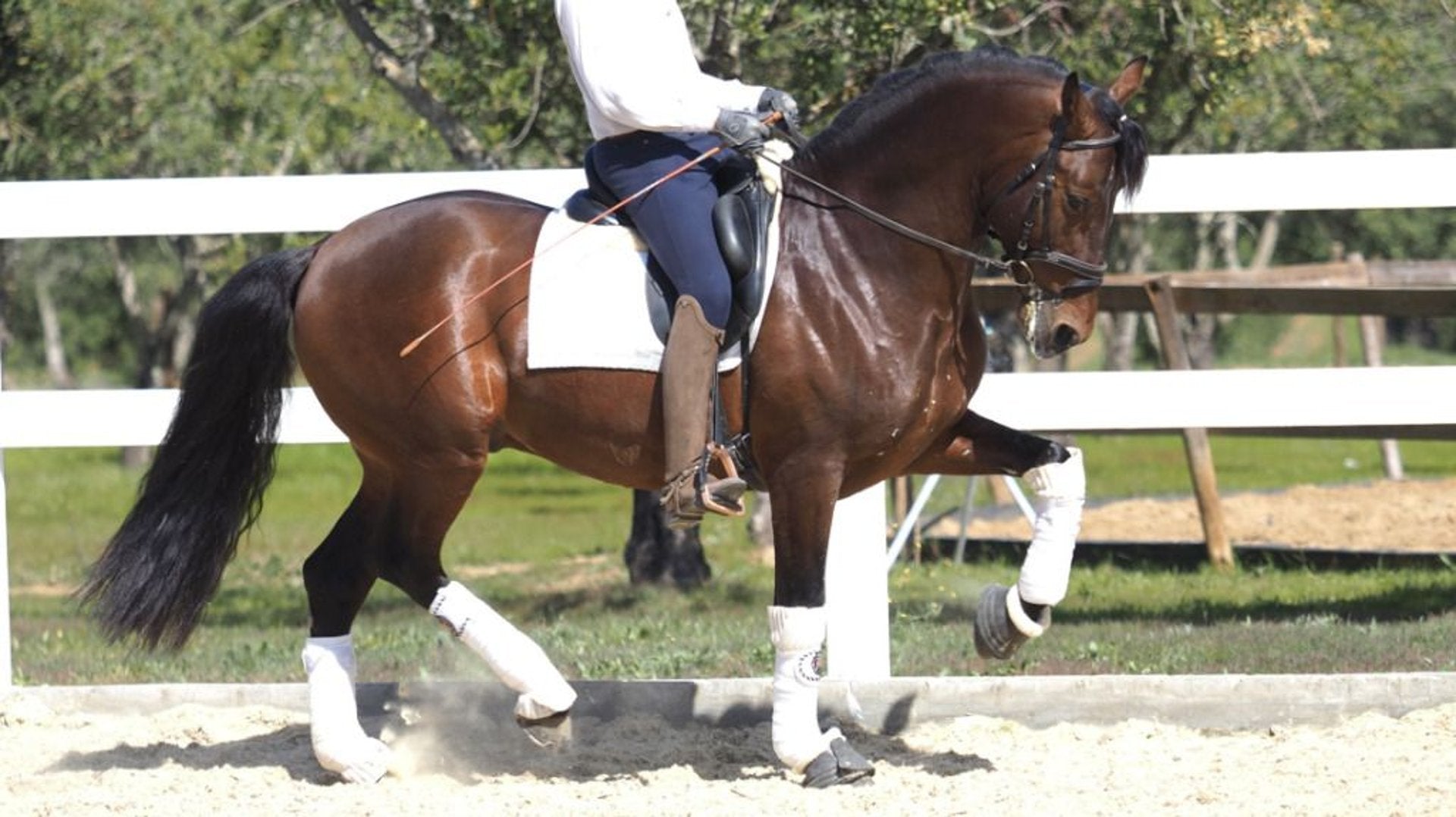 Dressage