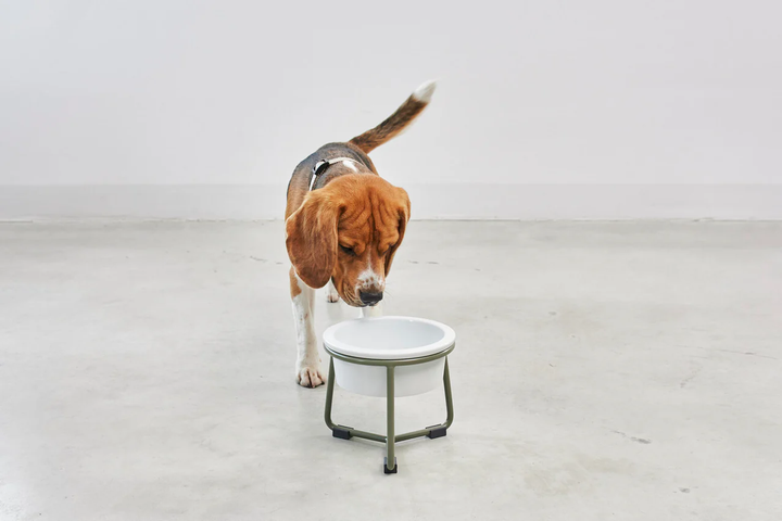 Pranzo Luxury Dog Bowl - MiaCara Innovative Design