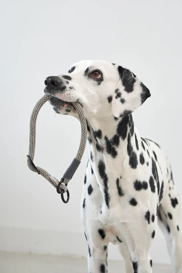 Monza Slip Design Collar for Dog - MiaCara Innovative Design