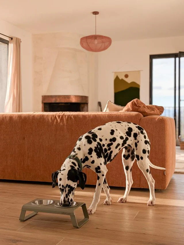 Desco Dog Feeder with Stainless Steel Bowls - MiaCara Innovative Design