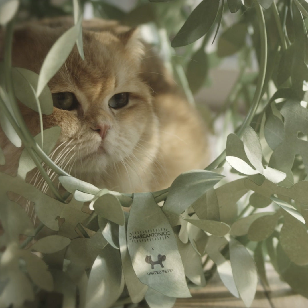 Cat Bush Busk Design Kennel for Cats | United Pets Milano