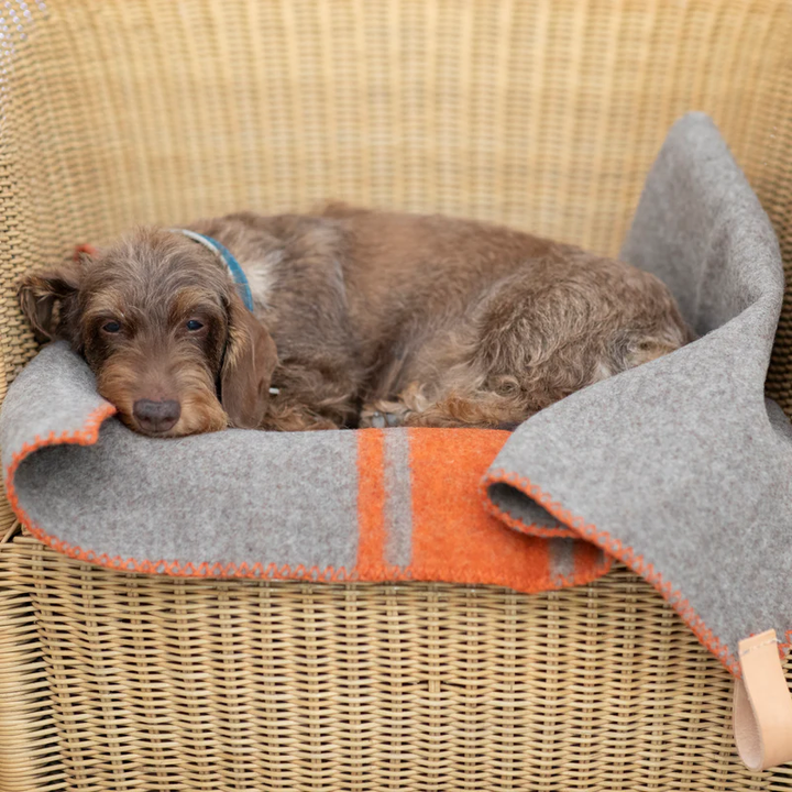 Ansel Blanket Recycled Wool for Pets 2.8 Duepuntootto Design for Dogs