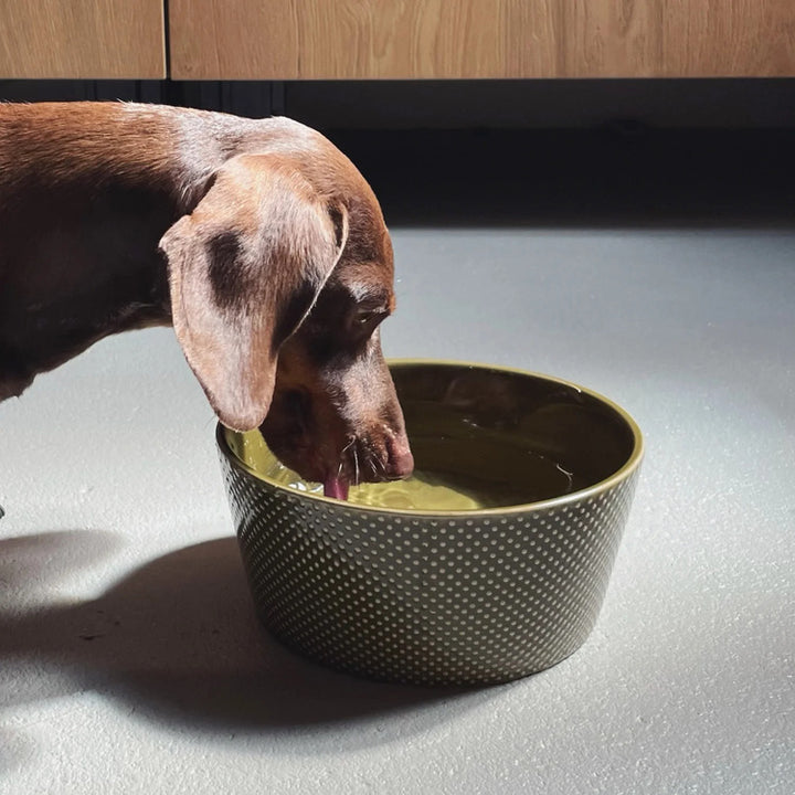 Dog Bowl Alain by Cloud7 – Elegant Design for Modern Pets