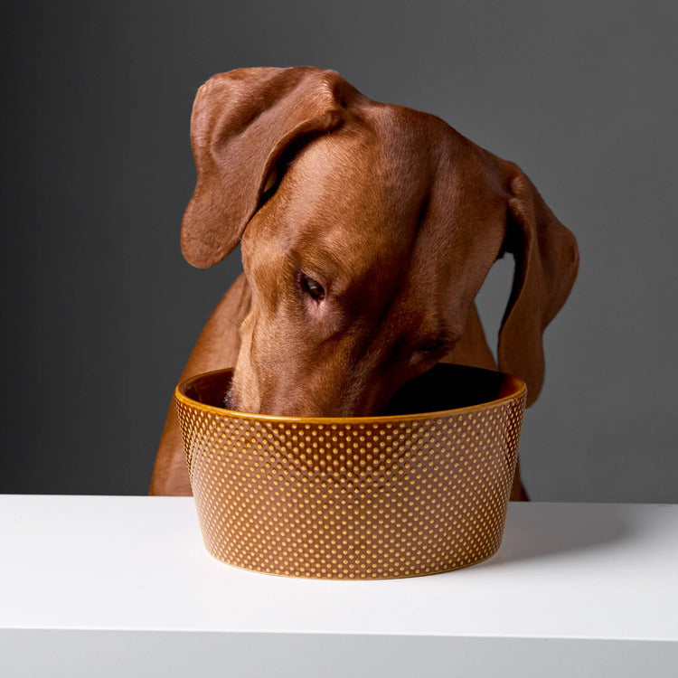 Dog Bowl Alain by Cloud7 – Elegant Design for Modern Pets
