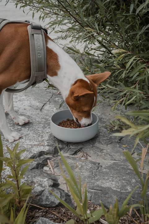 Bento Dog Travel Bowls and Food Container - Mia Cara Innovative Design