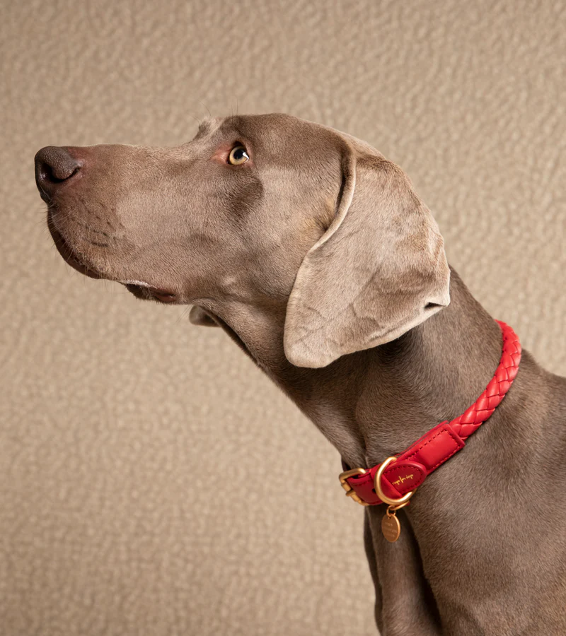 Ferdinando Braided Leather Collar for Dog | 2.8 Duepuntootto