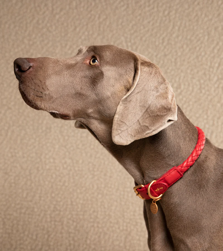 Ferdinando Braided Leather Collar for Dog | 2.8 Duepuntootto