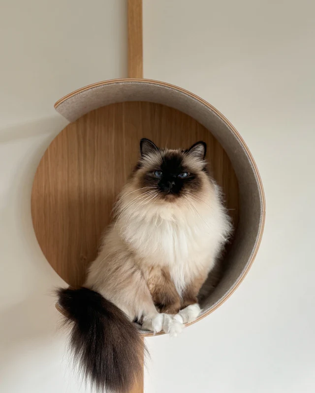 Alto Multifunctional Cat Wall Climber - MiaCara Innovative Design