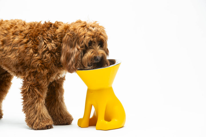 Elizabeth Raised Dog Bowl Innovative Stylish | United Pets Milano