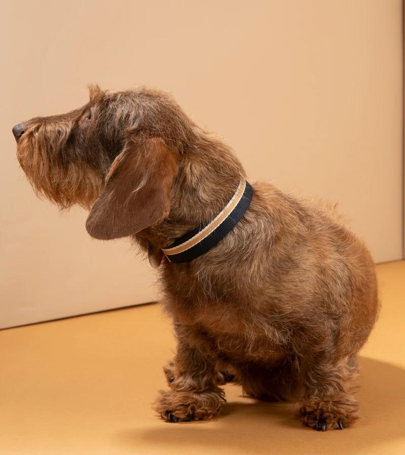 Franco Collar in Ribbon and Leather | 2.8 Duepuntootto Design for Dogs