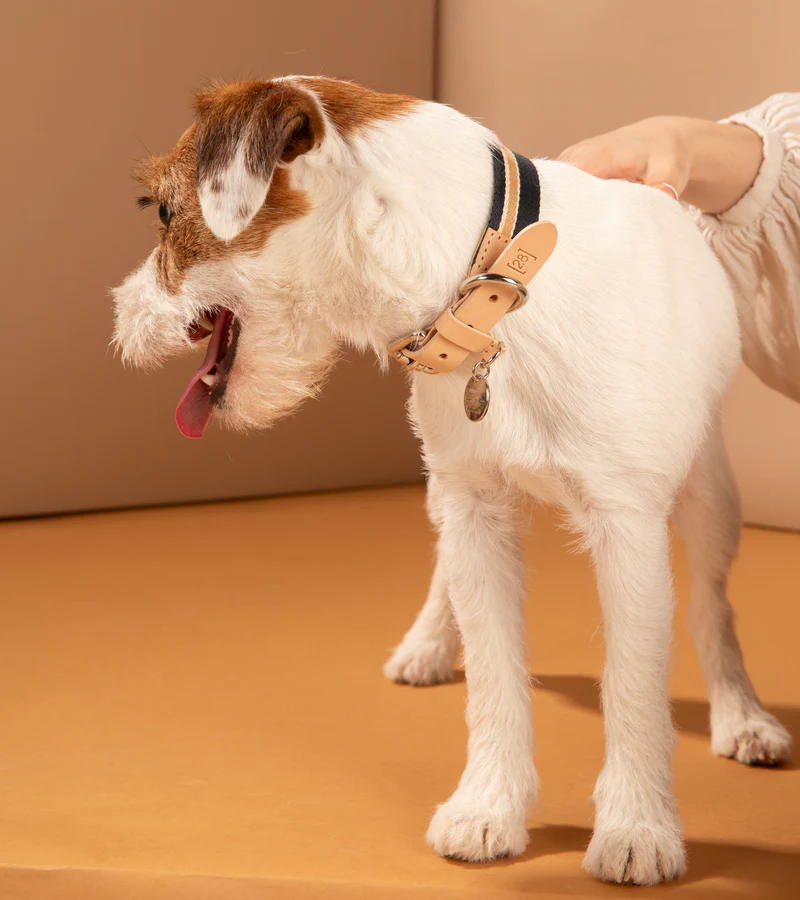 Franco Collar in Ribbon and Leather | 2.8 Duepuntootto Design for Dogs