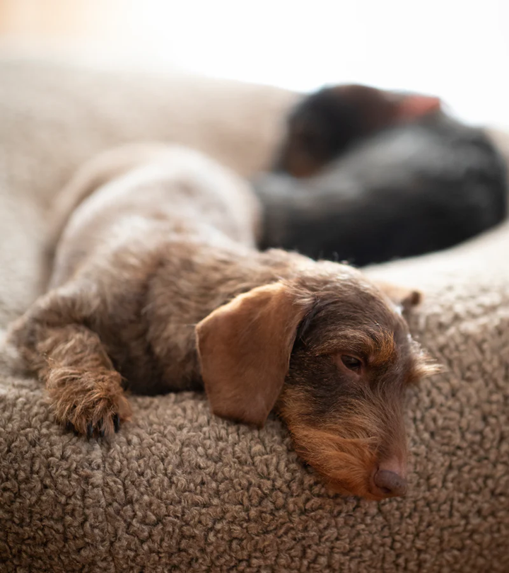 Fulvio – Bouclé Wool Dog Cushion | 2.8 Duepuntootto Design for Dogs