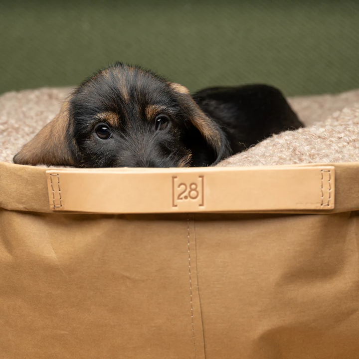 Irving – Cushion in Paper for Pets | 2.8 Duepuntootto Design for Dogs