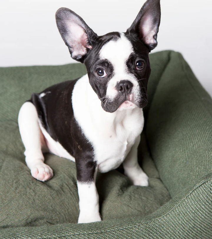 Henri - Jute Dog Bed | 2.8 Duepuntootto Design for Dogs