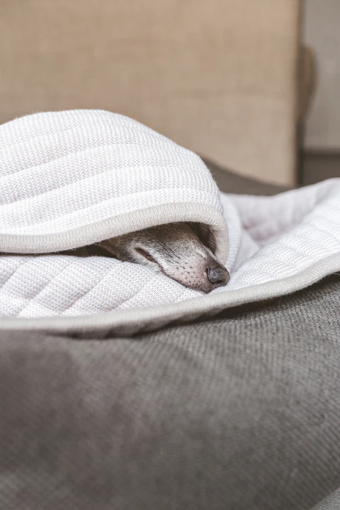 Onda Luxury Dog Knitted Blanket - MiaCara Innovative Design