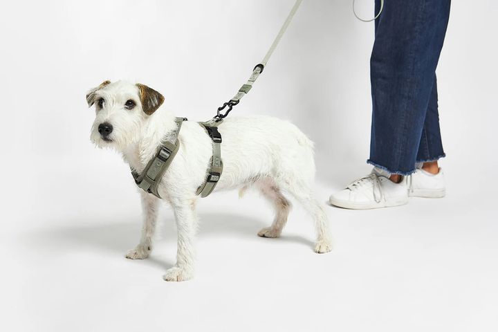 Modena Luxury Dog Harness - MiaCara Innovative Design