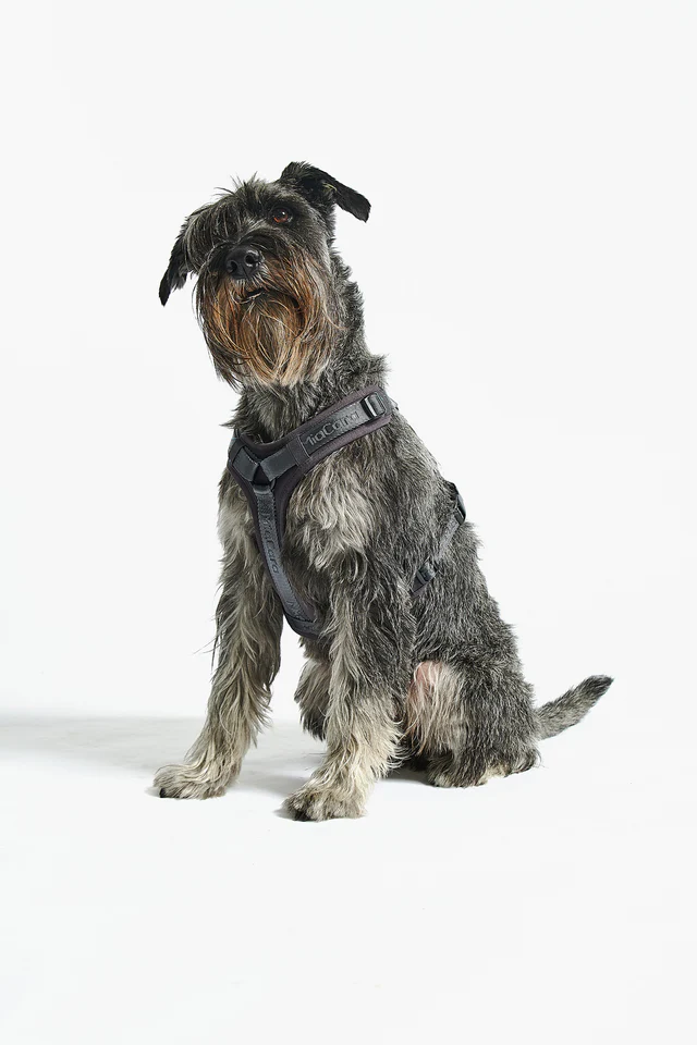 Modena Luxury Dog Harness - MiaCara Innovative Design