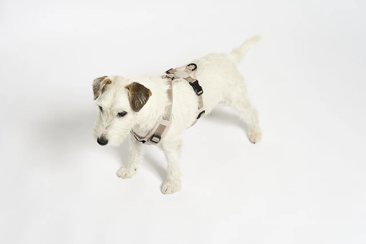 Modena Luxury Dog Harness - MiaCara Innovative Design