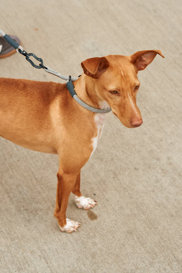 Monza Slip Design Collar for Dog - MiaCara Innovative Design