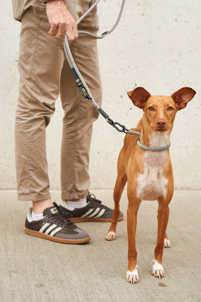 Monza Design Dog Leash - MiaCara Innovative Design