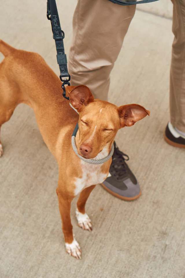 Monza Slip Design Collar for Dog - MiaCara Innovative Design