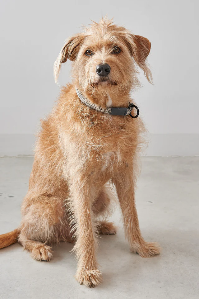Monza Slip Design Collar for Dog - MiaCara Innovative Design