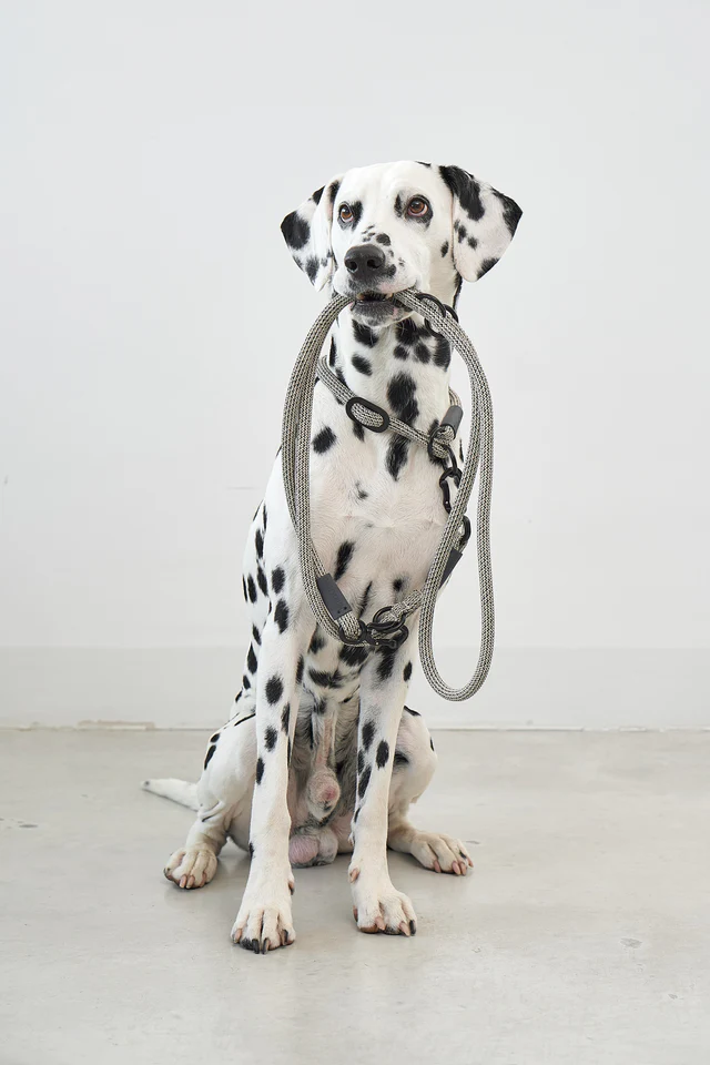 Monza Design Dog Leash - MiaCara Innovative Design