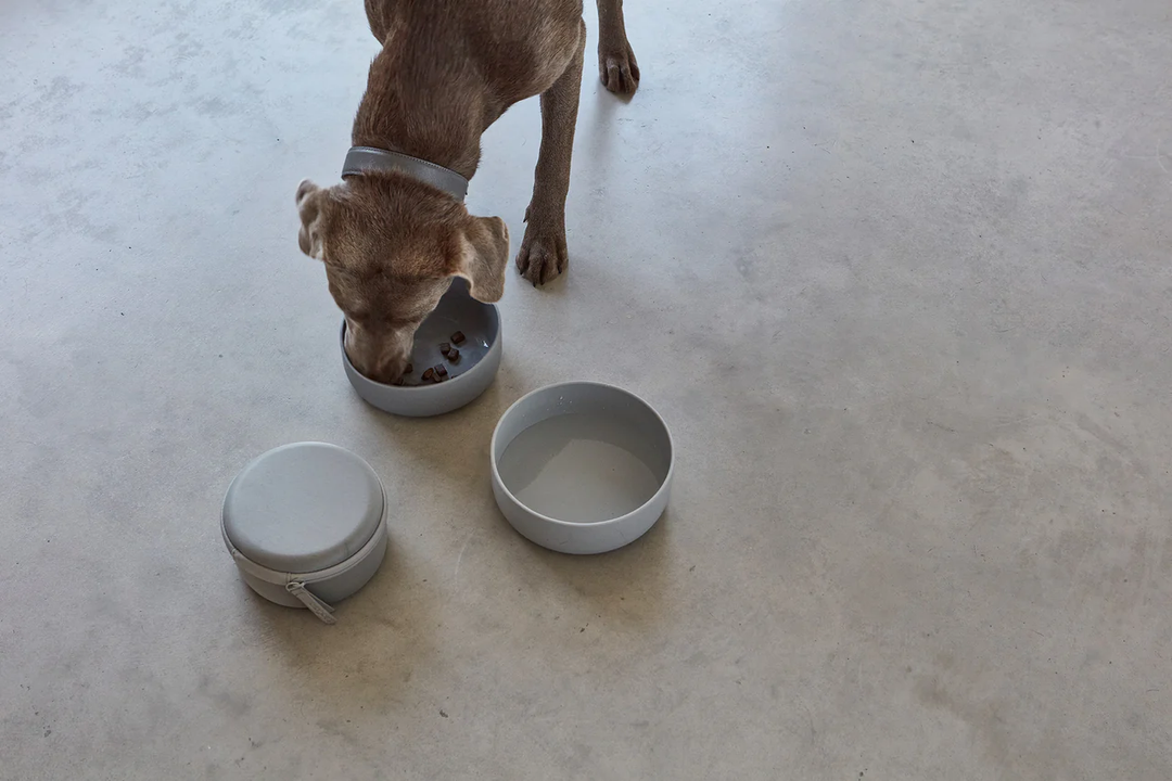 Bento Dog Travel Bowls and Food Container - Mia Cara Innovative Design