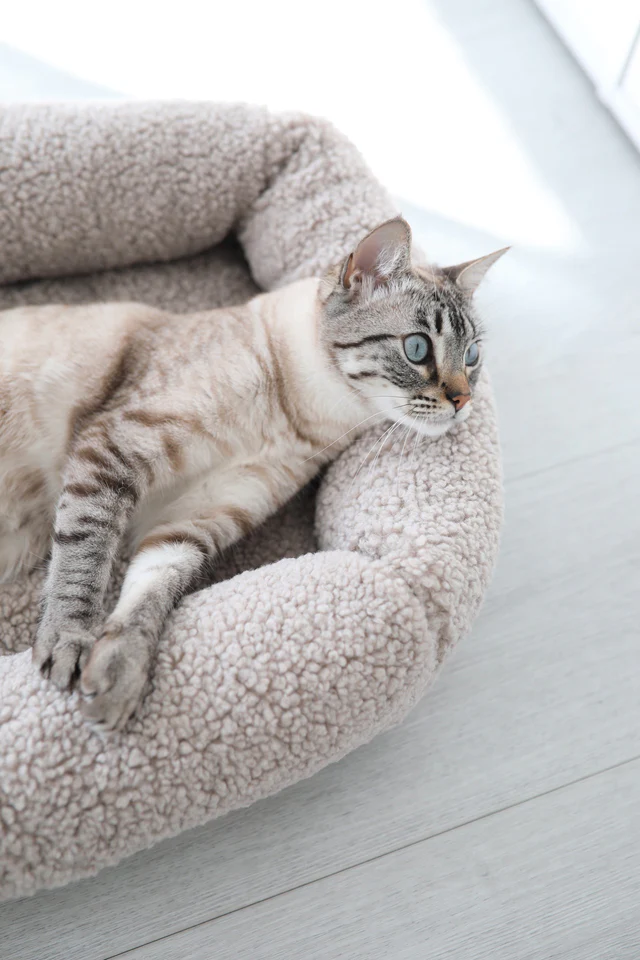 Senso Luxury Cat Bed - MiaCara Innovative Design