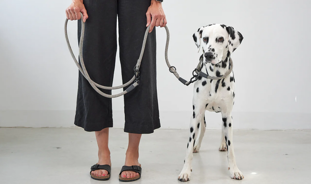 Monza Design Dog Leash - MiaCara Innovative Design