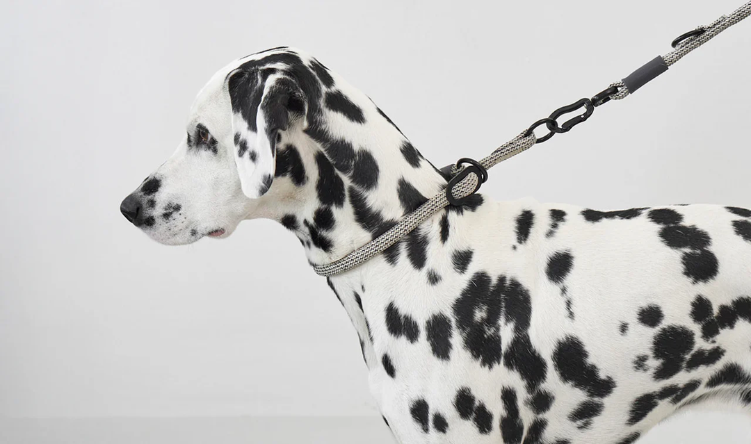 Monza Slip Design Collar for Dog - MiaCara Innovative Design