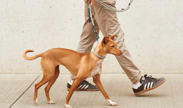 Monza Slip Design Collar for Dog - MiaCara Innovative Design