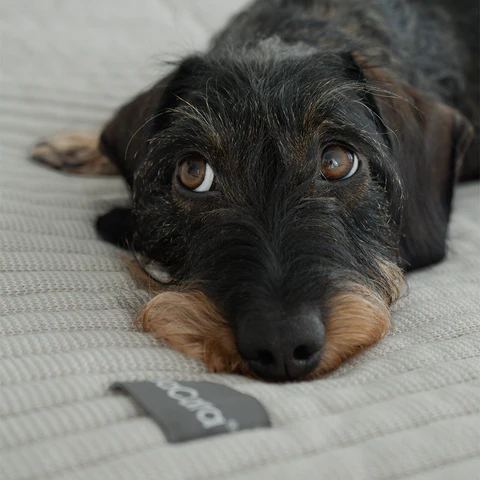 Onda Luxury Dog Knitted Blanket - MiaCara Innovative Design