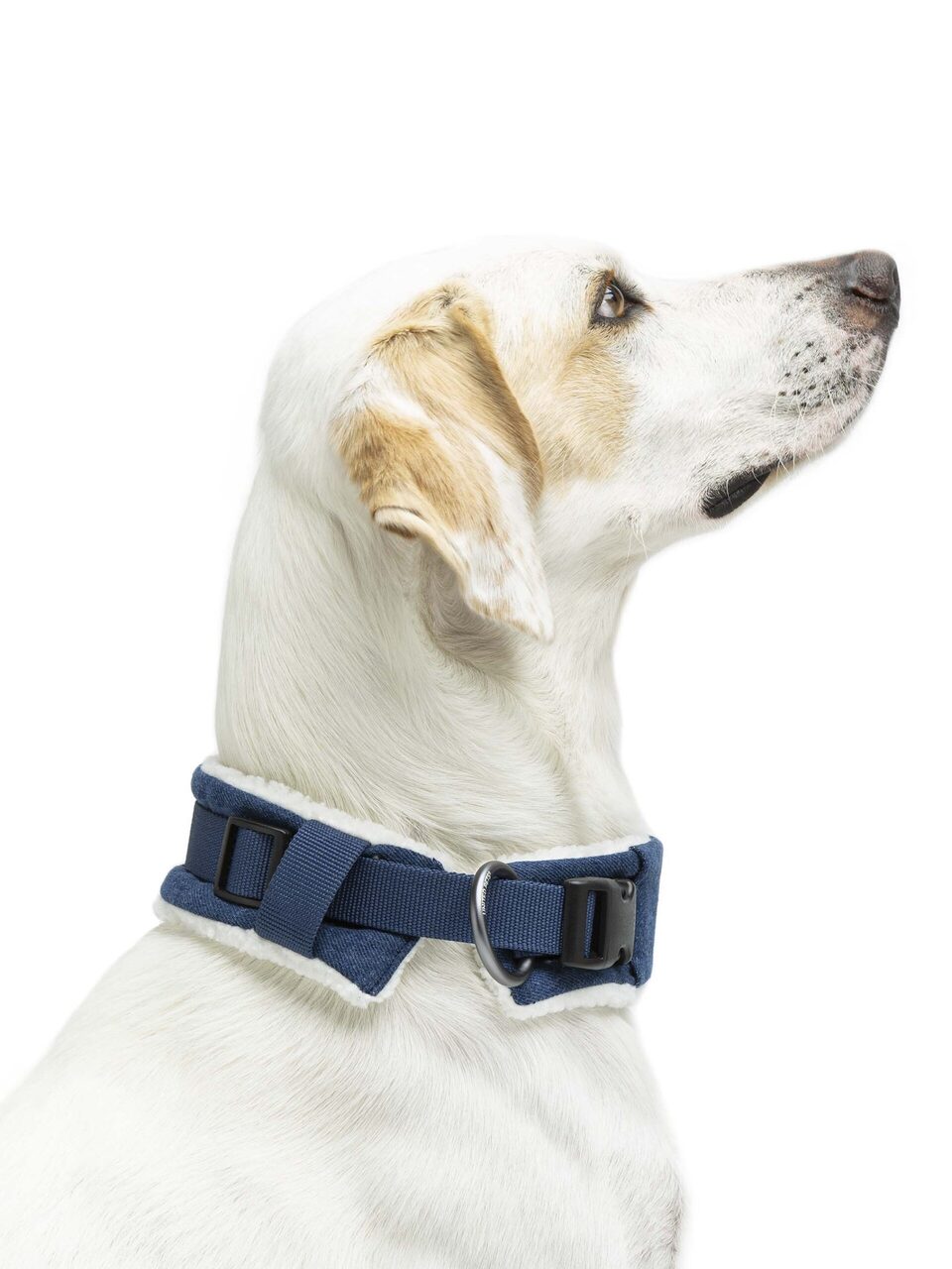 Citylife Eco Padded Dog Collar | United Pets