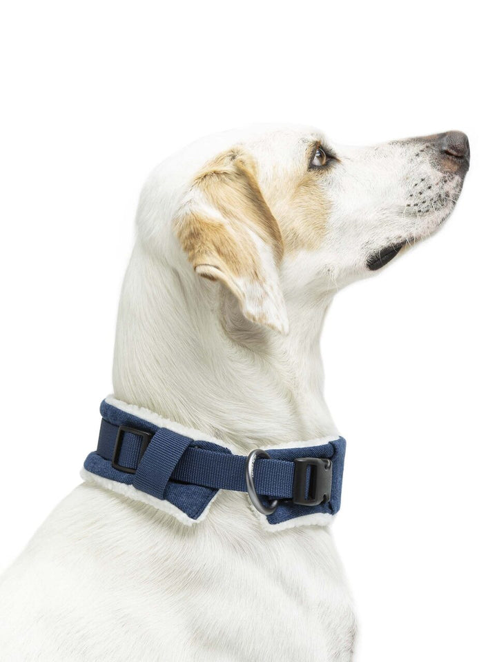 Citylife Eco Padded Dog Collar | United Pets