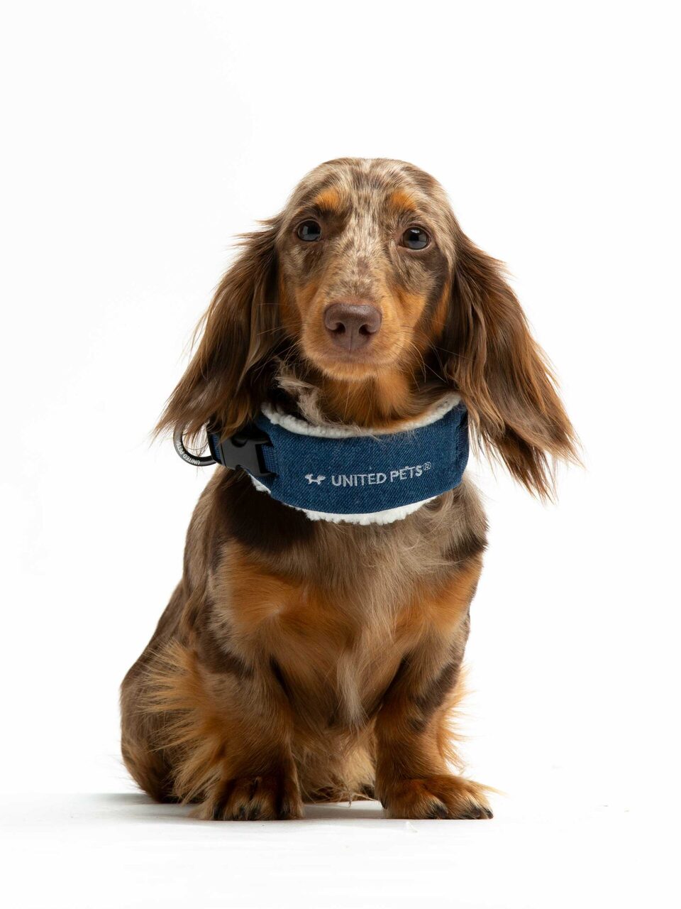 Citylife Eco Padded Dog Collar | United Pets