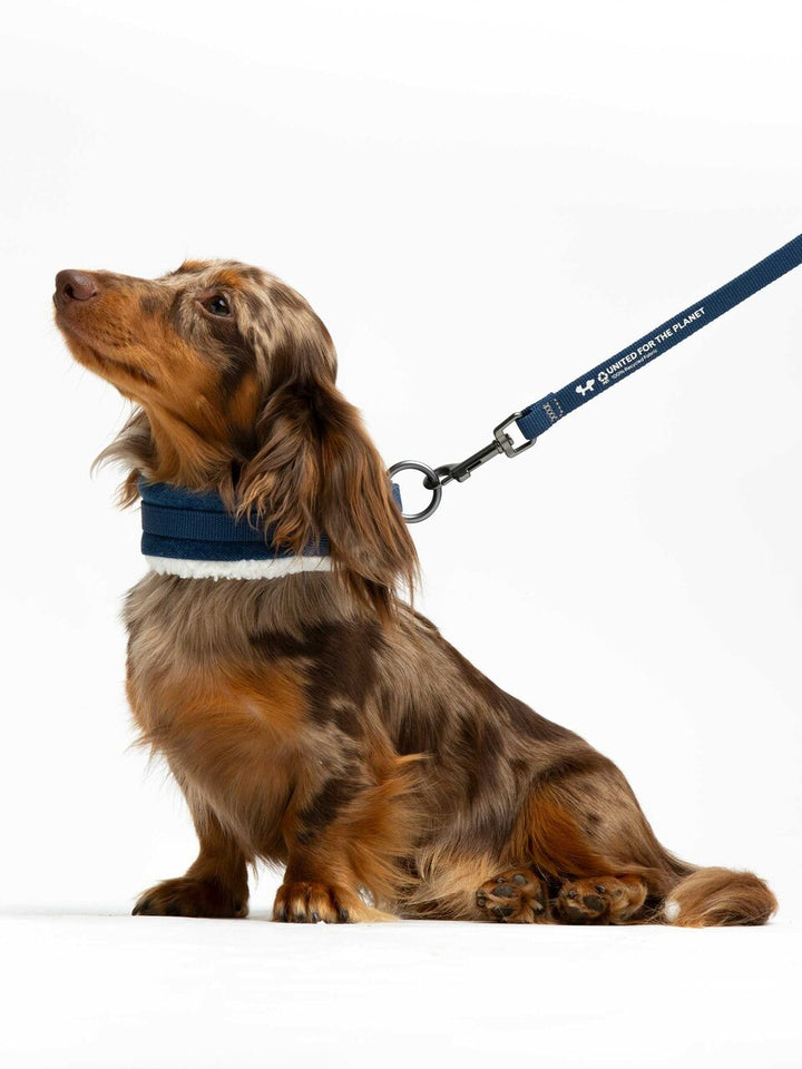 Citylife Eco Padded Dog Collar | United Pets