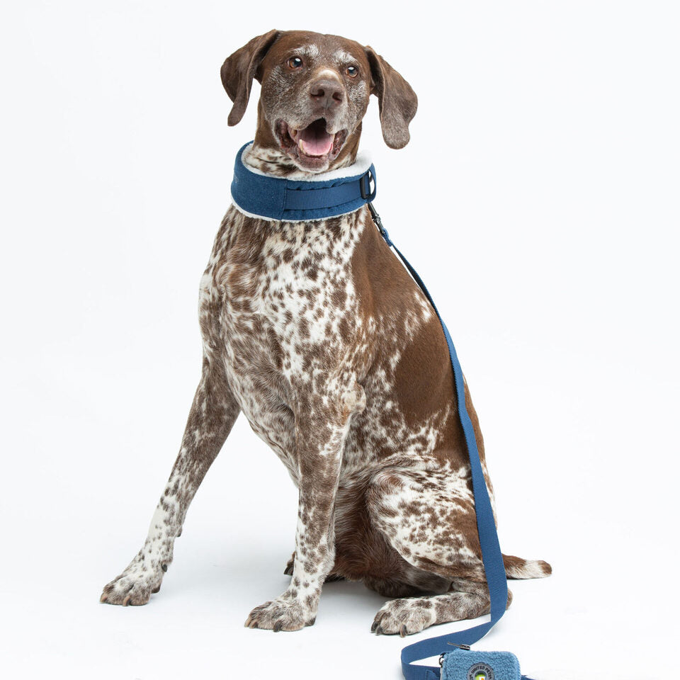 Citylife Eco Padded Dog Collar | United Pets