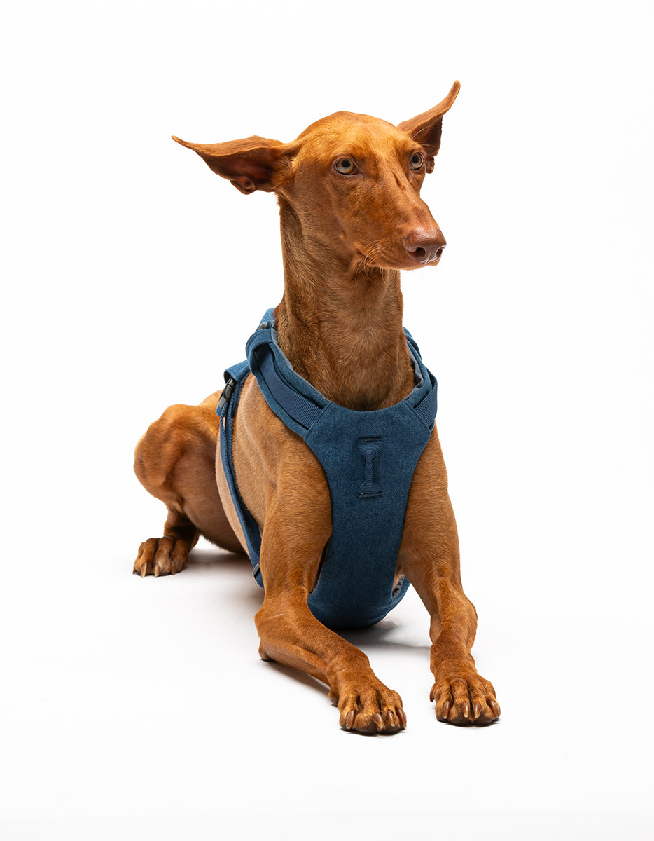 Soft H‑Shaped Bib – Citylife | Comfortable Dog Harness by United Pets