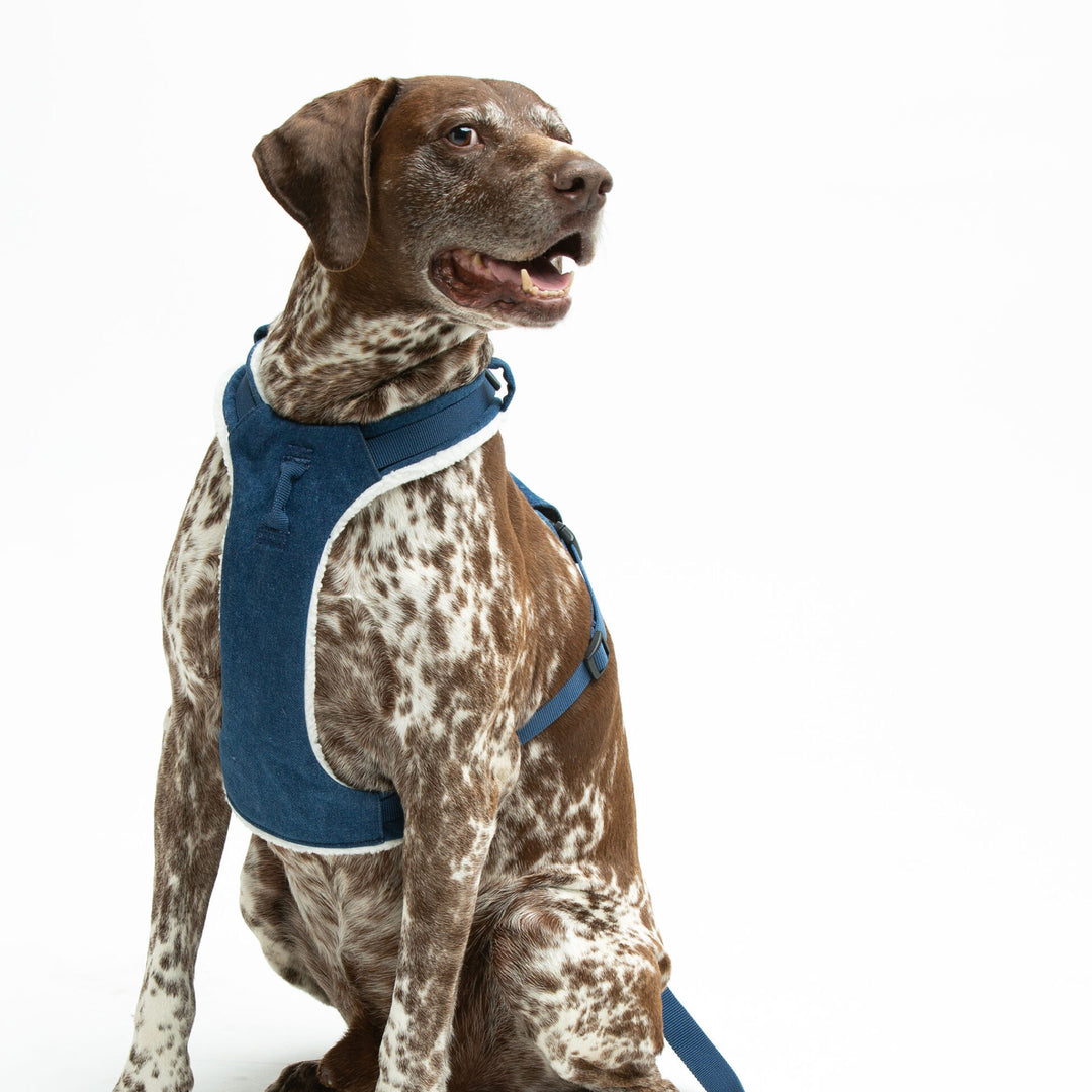 Citylife Soft Jeans Dog Harness by United Pets | Stylish & Comfortable