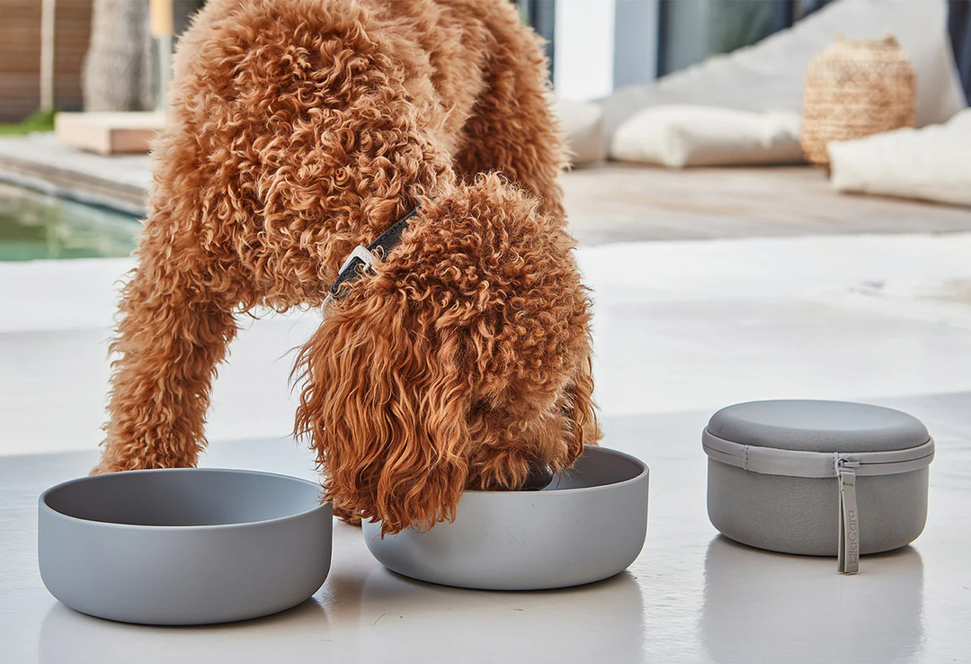 Bento Dog Travel Bowls and Food Container - Mia Cara Innovative Design