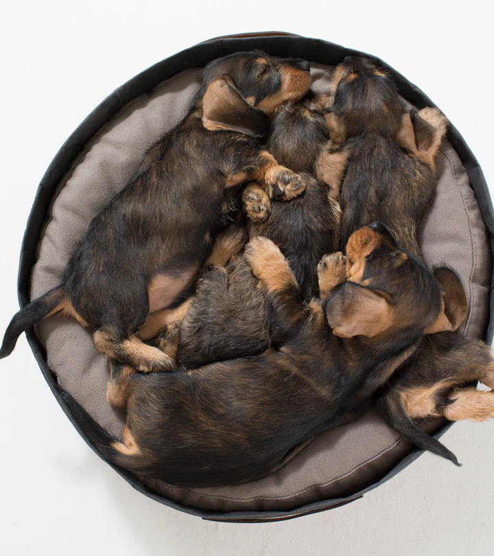 Irving – Cushion in Paper for Pets | 2.8 Duepuntootto Design for Dogs
